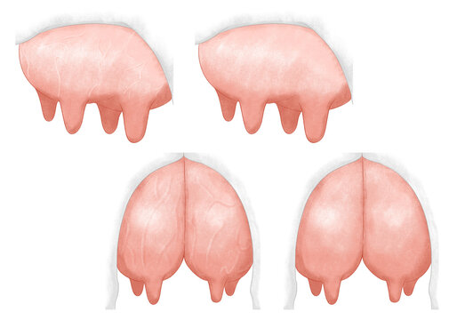 Two sets of udder illustrations painted in charcoal pencil style