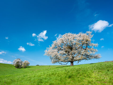 Gro&szlig;er alter Kirschbaum in voller Bl&uuml;te auf gr&uuml;ner Wiese, Landschaft im Fr&uuml;hling unter blauem Himmel