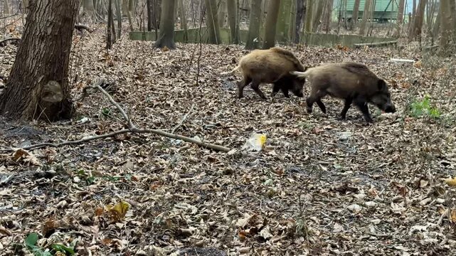 wild boar in forest
