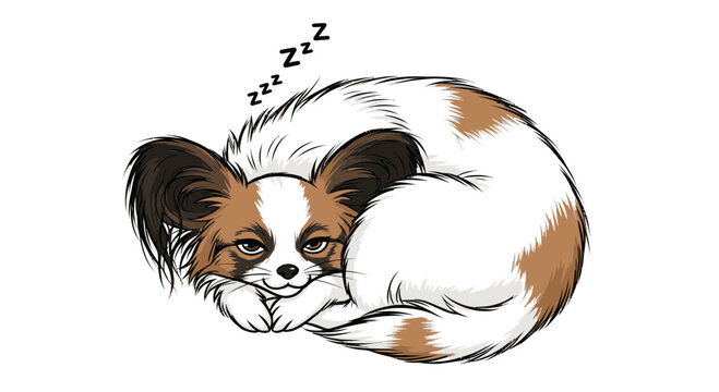Sleeping Papillon dog curled up with a peaceful expression on white background  