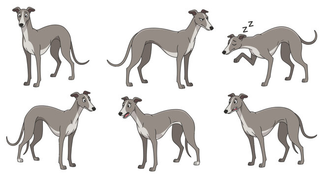 Greyhound dog in various poses with playful expressions and actions  