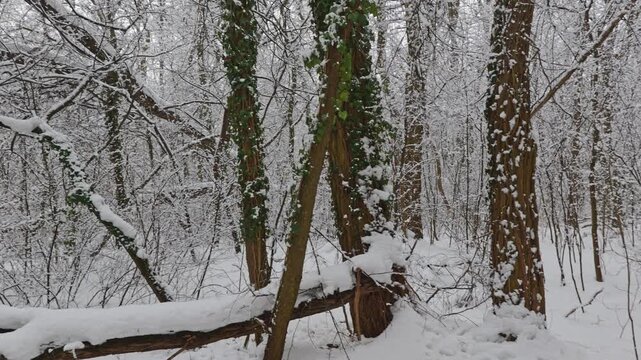 Winter forest tranquil scenery with trees and ground covered with snow in Masovia region of Poland, Europe. Panning to the left and tilt up to canopy and sky.