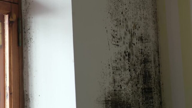 A mold-infested wall and ceiling in a room