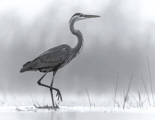 Obraz premium Artistic monochrome photograph of a Great Blue Heron in a foggy wetland. This minimalist wildlife scene evokes tranquility and patience, ideal for sophisticated naturethemed projects.
