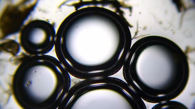 Soap bubbles in water drop with nematodes colony under 40x magnification bright field microscopy. 4K scientific microscopy footage.