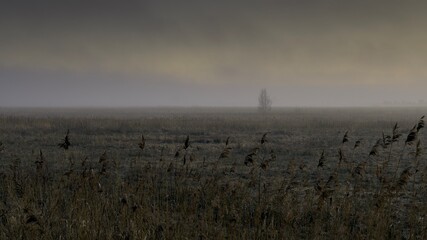 mgła w rezerwacie Beka © Krzysztof