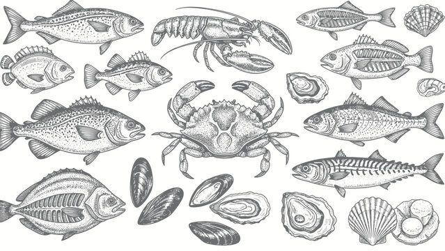 Collection of Seafood and Shellfish Illustrations.