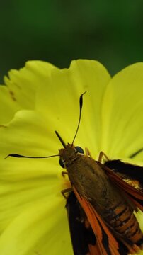 Abstract macro insect on yellow flower vibrant spring background texture nature