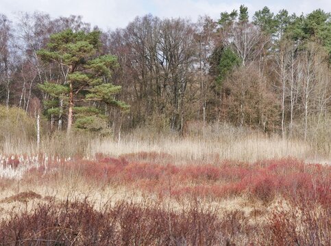 Raakmoor - Naturschutzgebiet in Hamburg-Langenhorn