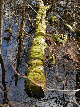 Bemooster Baumstamm liegt im Raakmoor