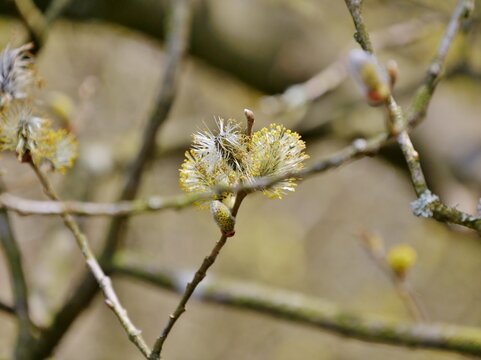 Bl&uuml;tenk&auml;tzchen einer Sal-Weide (Salix caprea) im Fr&uuml;hling