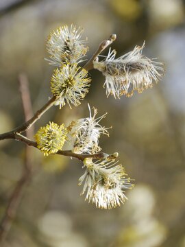 Bl&uuml;tenk&auml;tzchen einer Sal-Weide (Salix caprea) im Fr&uuml;hling