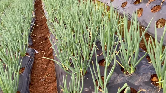 Green scallion field growing on a Sumbing mountain slope with plastic mulch