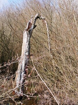 Raakmoor-Naturschutzgebiet in Hamburg-Nord