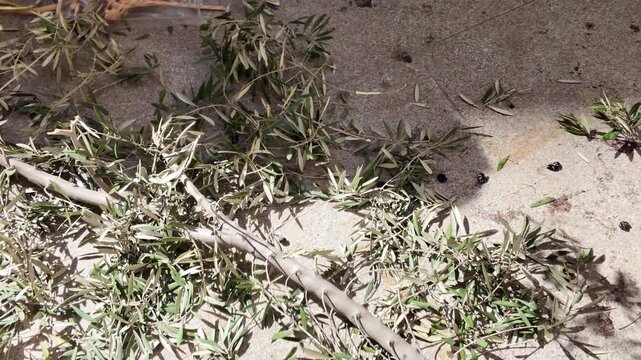 Devout believers reaching down to pick up blessed green olive tree branches from the stone ground during a traditional Palm Sunday celebration for Semana Santa in a sunny Spanish city