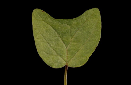 Fire Vine (Ipomoea lobata). Cotyledon Closeup