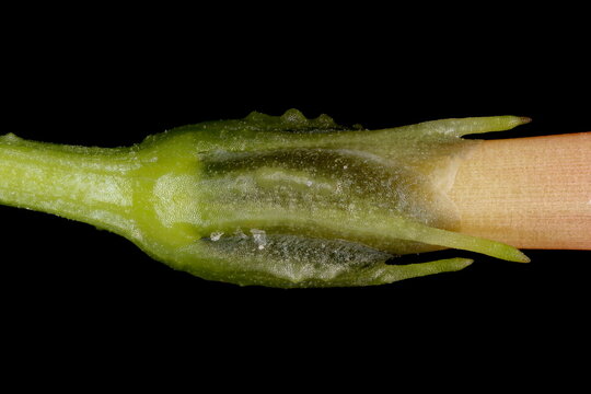 Cardinal Climber (Ipomoea x multifida). Calyx Closeup