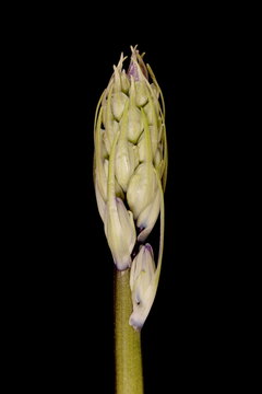 Hybrid Bluebell (Hyacinthoides x massartiana). Emerging Inflorescence Closeup