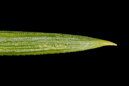 Scots Pine (Pinus sylvestris). Acicular Leaf Apex Closeup