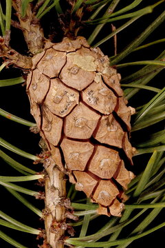 Scots Pine (Pinus sylvestris). Seed Cone Closeup