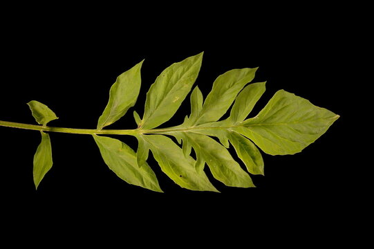 Persian Cornflower (Psephellus dealbatus). Leaf Closeup