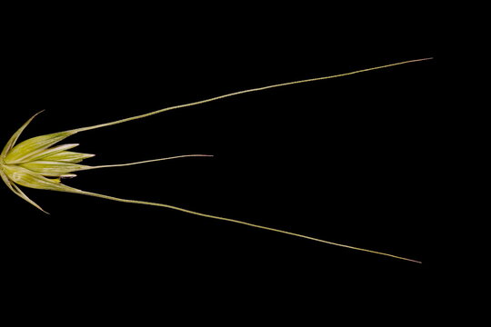 Rye (Secale cereale). Flowering Spikelet Closeup