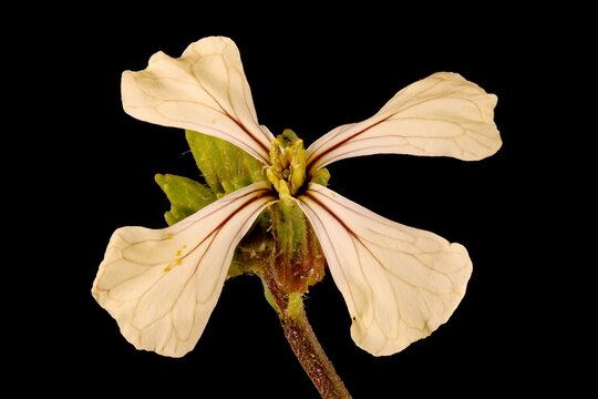 Rocket (Eruca sativa). Flower Closeup
