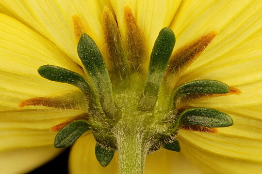 Arizona Beggarticks (Bidens aurea). Involucre Closeup