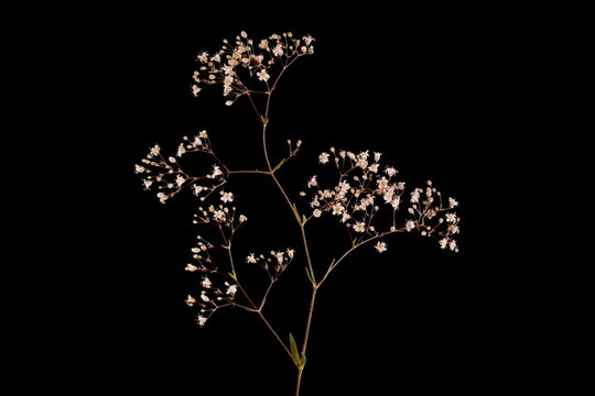 Baby's Breath (Gypsophila paniculata). Inflorescence Closeup