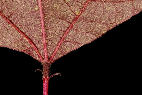 Hyacinth Bean (Lablab purpureus). Apical Leaflet Detail Closeup