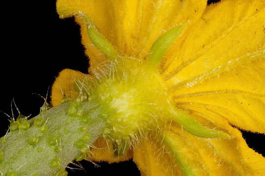Cucumber (Cucumis sativus). Female Flower Calyx Closeup