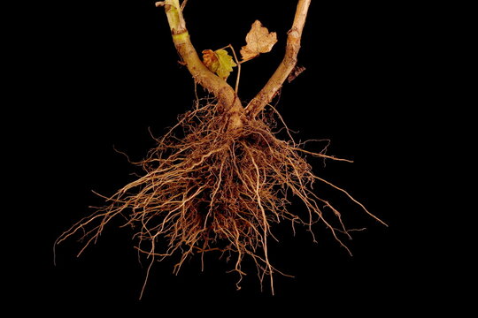 Chinese Aster (Callistephus chinensis). Root Closeup