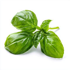 Fototapeta premium Fresh basil leaves on white background 
