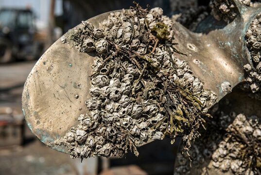 Macro close-up of a marine brass propeller surface heavily encrusted with barnacles