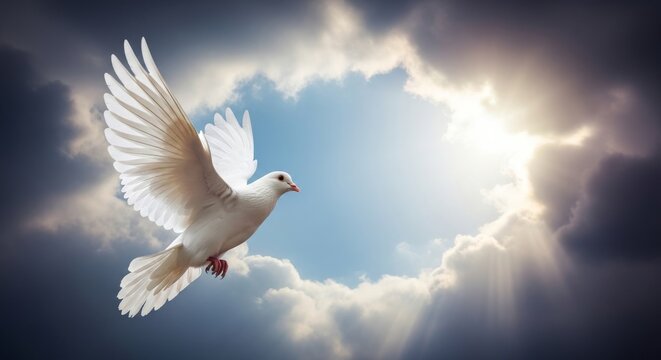 White Dove Flying Through Cloudy Sky Towards Sunlight