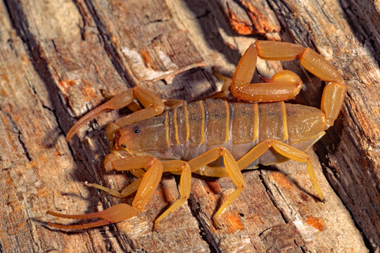 Arizona Bark Scorpion, Centruroides sculpteratus.