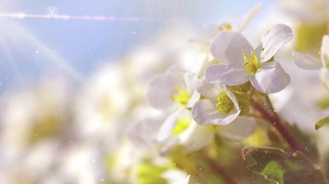 Spring background. Realistic sunflower garden background with particle. Spring, Summer flowers garden in sunny day. Cherry blossom 