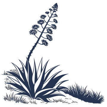 black and white century plant bloom