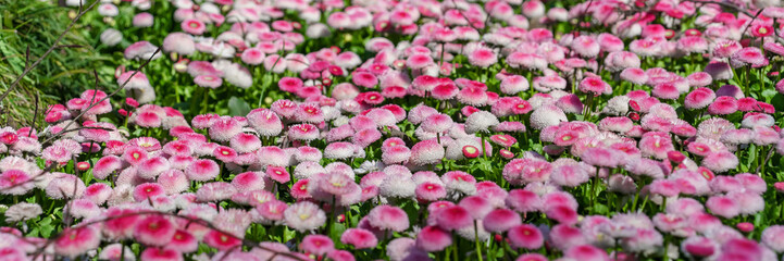 Dense field of pink English daisies (Bellis perennis) in full bloom creating a soft floral carpet with shallow depth of field. Concept of abundance, spring flowering and natural pattern © TatiG