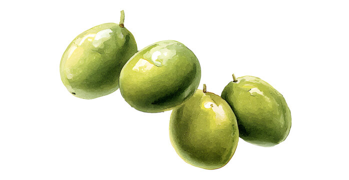 Four isolated green olives in watercolor style for ingredient icons and healthy food packaging designs showcasing organic texture and fresh agricultural products from mediterranean orchards today