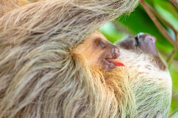 Naklejka premium Daytime, two-toed sloth with baby on belly hanging in almond tree, baby sticking out tongue. Cahuita National Park, Limon, Costa Rica