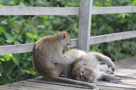 This image shows two long-tailed macaques (Macaca fascicularis), a species of primate native to Southeast Asia. The monkey on top is grooming the one lying down, a common social bonding beh