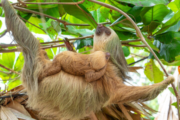 Naklejka premium Daytime, two-toed sloth (Choloepura hoffmanni) with baby on belly hanging in almond tree. Cahuita National Park, Limon, Costa Rica.