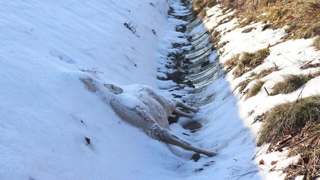 Frozen Dead Roe Deer (Capreolus capreolus) Lying in Deep Snow, Harsh Winter Wildlife Mortality and Circle of Life Concept