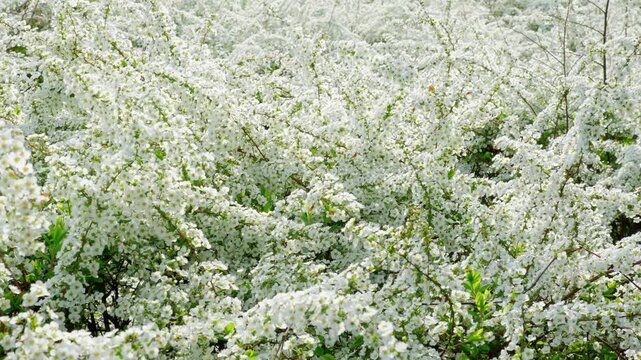 穏やかな春の風に揺れるユキヤナギの白い花