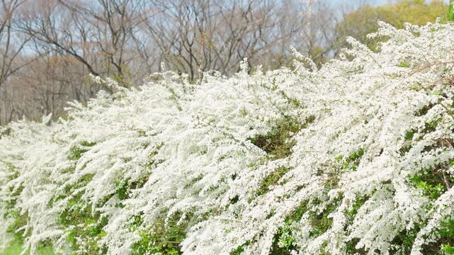 穏やかな春の風に揺れるユキヤナギの白い花