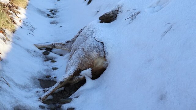 Frozen Dead Roe Deer (Capreolus capreolus) Lying in Deep Snow, Harsh Winter Wildlife Mortality and Circle of Life Concept