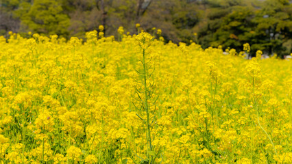 Obraz premium 都心散歩 浜離宮の菜の花畑