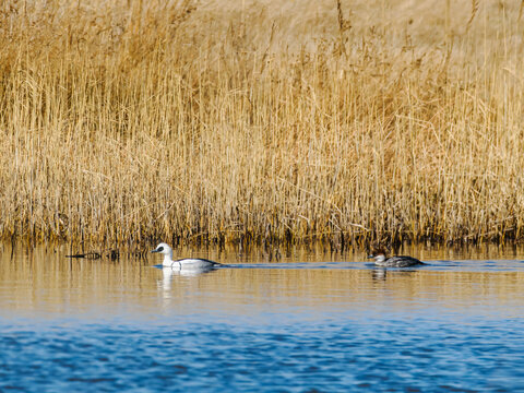 Smew pair swimming in calm water with golden reeds in background
