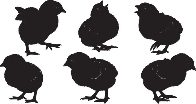 Black Solid Baby Chick Silhouettes Set of Six on White Background